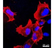 Antifade Solution For Immunofluorescence Microscopy (Part AF-1, anti fade,  anti-fade)